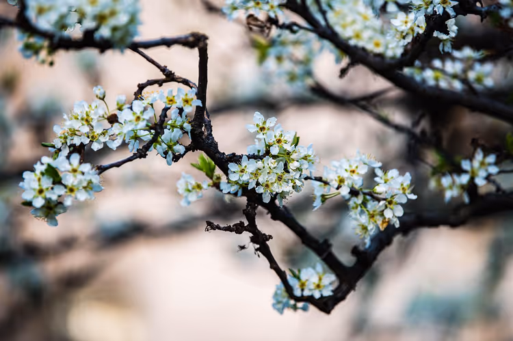 Weiße Marillenblüten an einem Zweig im Frühling