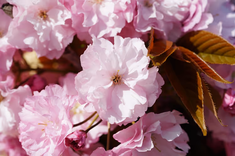 Rosa gefüllte Blüten einer Zierkirsche in Nahaufnahme