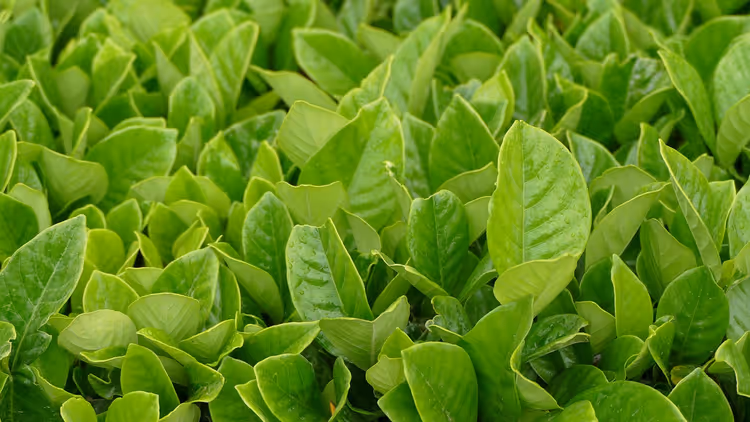 close-up van jonge groene theebladeren