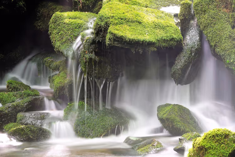 foss blant mosete steiner i en grønn skog