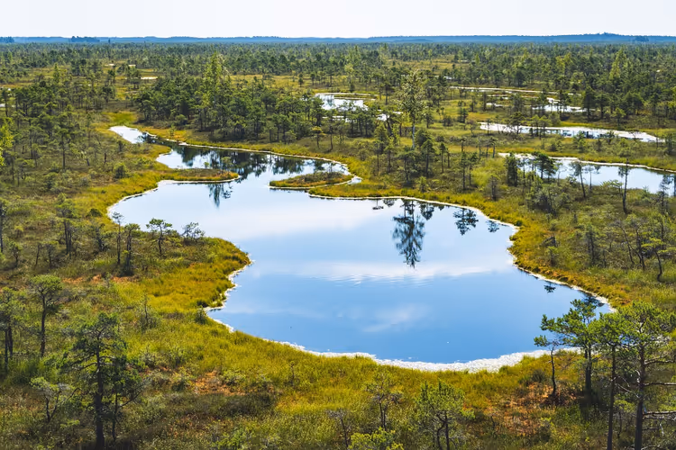 Moor mit Seen und Kiefern, Luftaufnahme