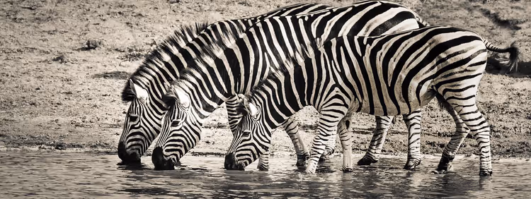 Zebra's die water drinken aan de oever in de Afrikaanse savanne