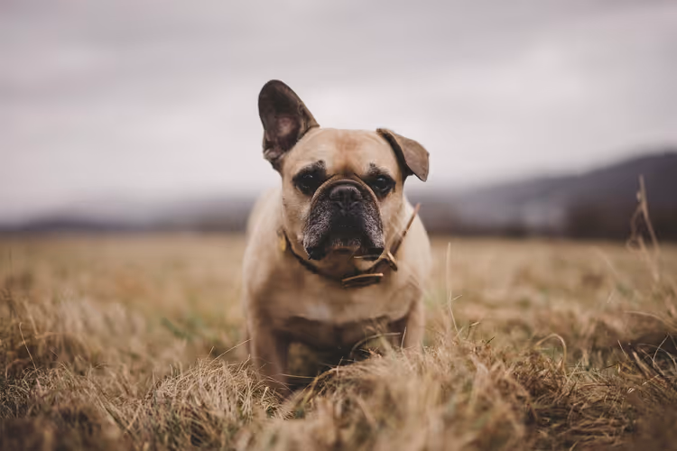 Kuru bir tarlada duran Fransız Bulldog