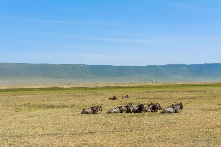 Gnuer på savannen i Tanzania mot en åsside