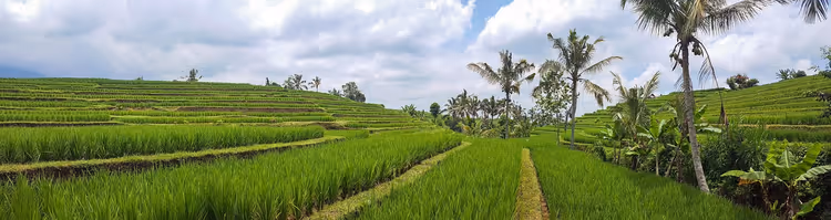 Terrazze di riso a Bali con palme sotto un cielo nuvoloso