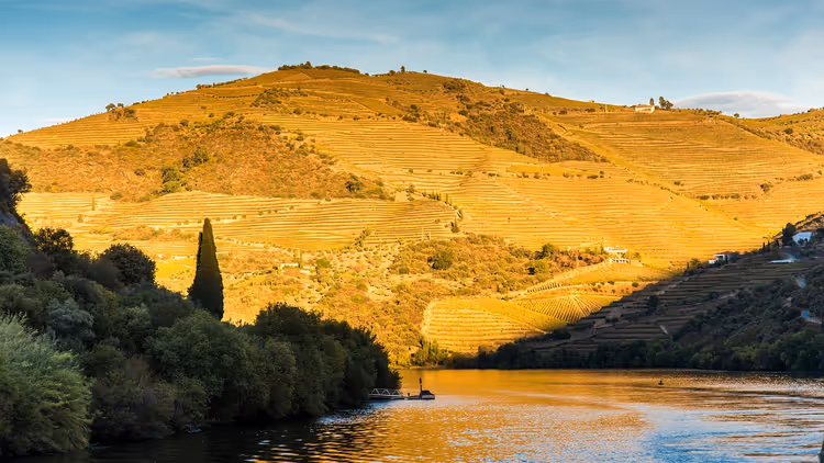 Terrassierte Weinberghänge leuchten golden im tiefen Sonnenlicht über einem ruhigen Fluss mit dunkelgrünen Uferbäumen in Portugal