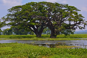 Zwei große, ausladende Bäume am Rand eines mit grünen Wasserpflanzen bedeckten Feuchtgebiets in Sri Lanka