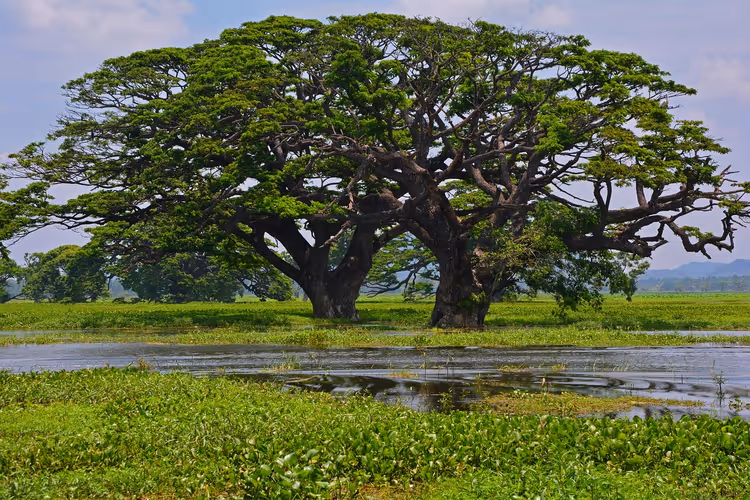 Sri Lanka: Visum, Geld, Transport und Reise-Regeln