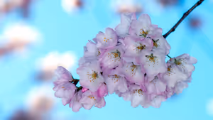 Büschel zartrosa Kirschblüten an einem Zweig vor strahlend blauem Himmel in Washington