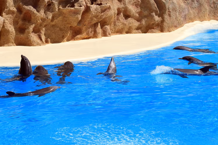 Delfiner i et basseng ved en klippe i Loro Parque
