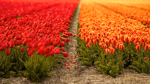 6 Plekken in Nederland waar tulpen bloeien in het voorjaar