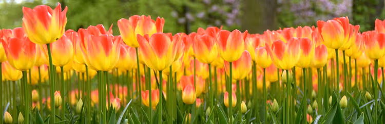 Campo di tulipani rossi e gialli nei Paesi Bassi