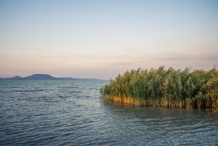 Schilf im gekräuselten Wasser des Plattensees in der Dämmerung, am anderen Ufer Hügel mit flachen Kuppen