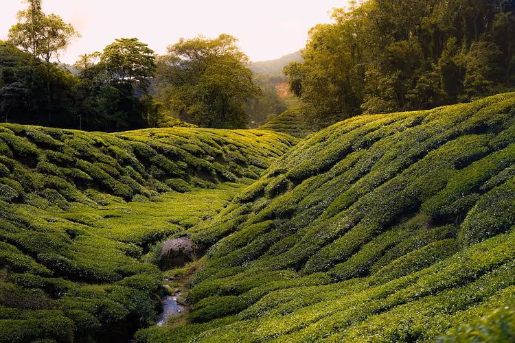 Teplantasjer i Cameron Highlands, Malaysia
