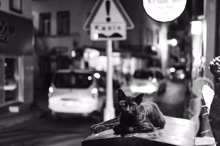 Zwarte straatkat 's nachts op een stadsstraat