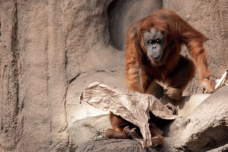Orang-oetan met papier op rotsen in de dierentuin