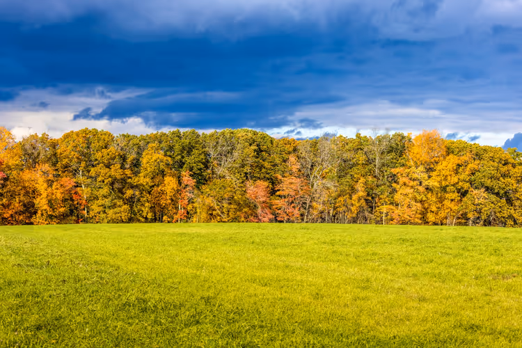 Herbstlicher Hain und grüne Wiese unter dramatischem Himmel