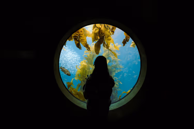 Silhouette einer Person, die durch ein rundes Fenster auf Fische und goldenen Seetang im blauen Wasser blickt