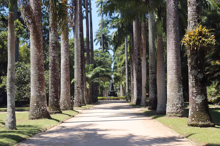 Allé med høye palmer i Rio botaniske hage