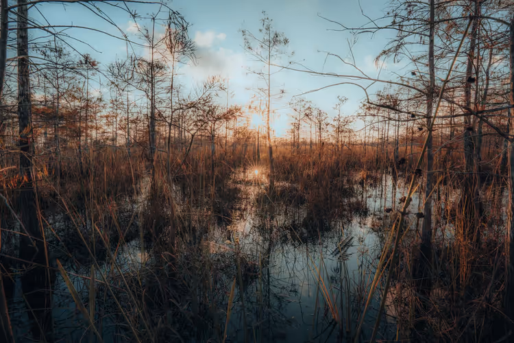 Zonsondergang boven een moerassig Everglades-bos met water