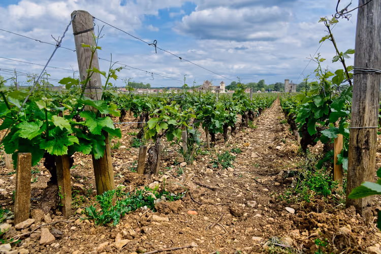 Weinbergsreihen mit grünen Reben im Burgund