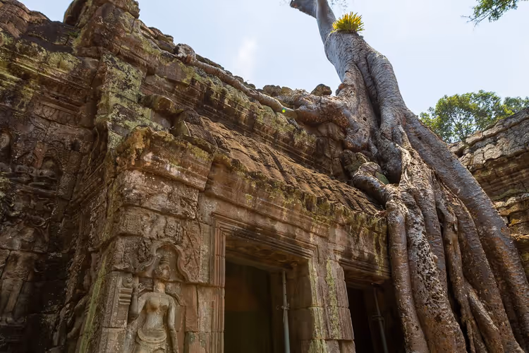 Ağaç kökleri arasındaki Ta Prohm taş kalıntıları