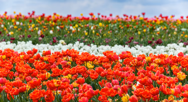 Tulipes colorées dans un champ sous le ciel