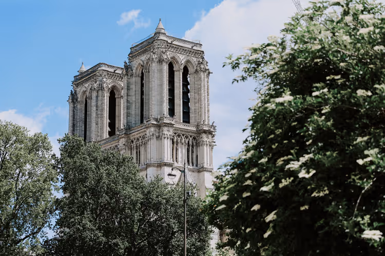 Gotischer Glockenturm von Notre-Dame in Paris aus hellem Stein über grünen Bäumen und einem blühenden Strauch