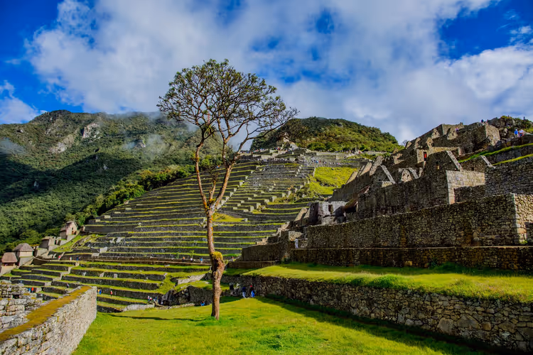 Yamaçta tek bir ağacın bulunduğu Machu Picchu terasları