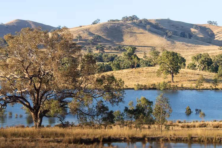 Eukalyptusbäume am Ufer eines stillen Sees unter trockenen goldenen Hügeln im ländlichen Victoria, Australien