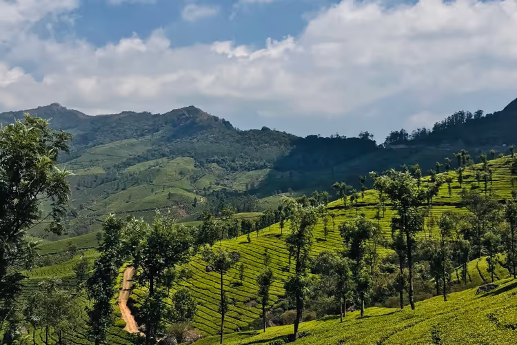 Plantações de chá em Munnar
