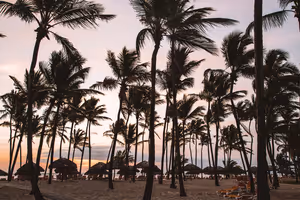 Silhouetten hoher Palmen und strohgedeckter Strandschirme vor rosa Abendhimmel in der Dominikanischen Republik