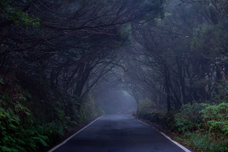 La Gomera'daki Garajonay: defne ormanı, patikalar ve Tenerife'den feribot
