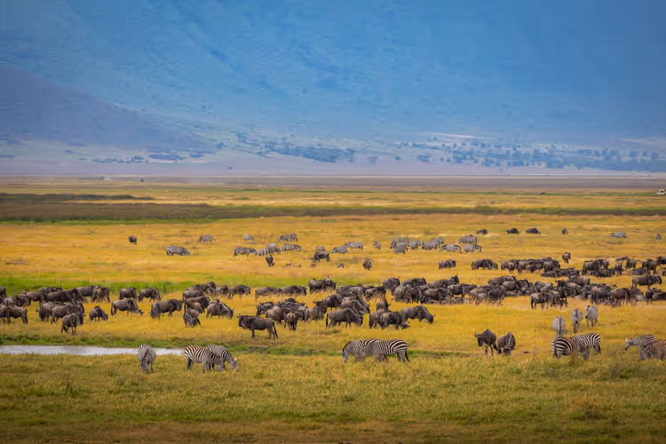 Ngorongoro Krateri tabanında zebra ve antilop sürüleri