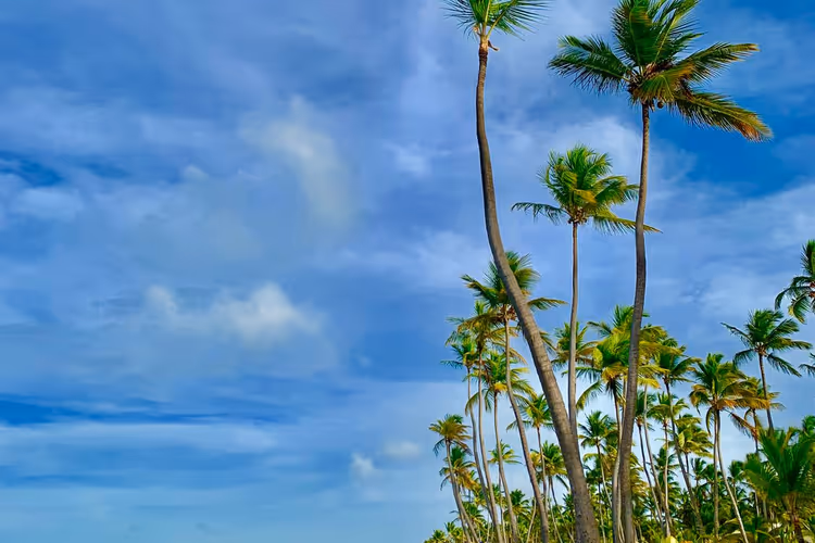 Tropisk strand med palmer i Punta Cana