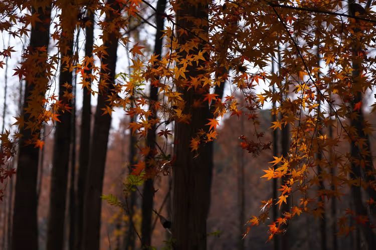 Orange Ahornblätter in einem herbstlichen Wald