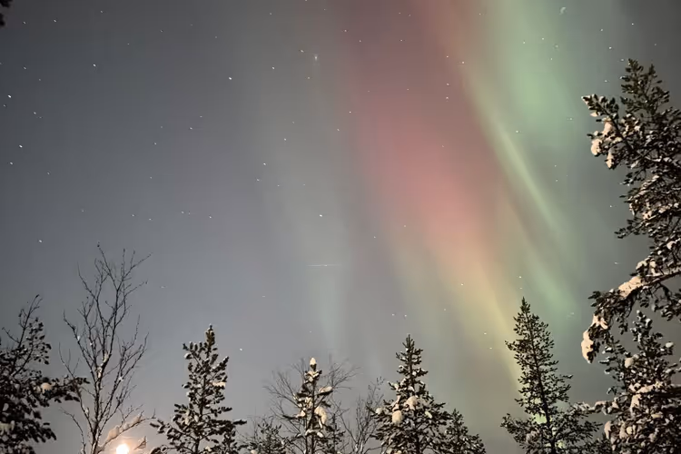 Nordlys over en snødekt skog