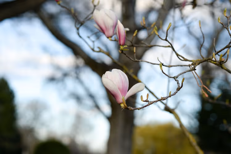 Magnolien in Wien im Frühling