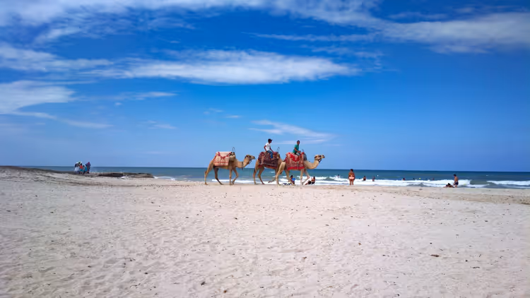 Güneşli bir günde Djerba plajında deve safarisi