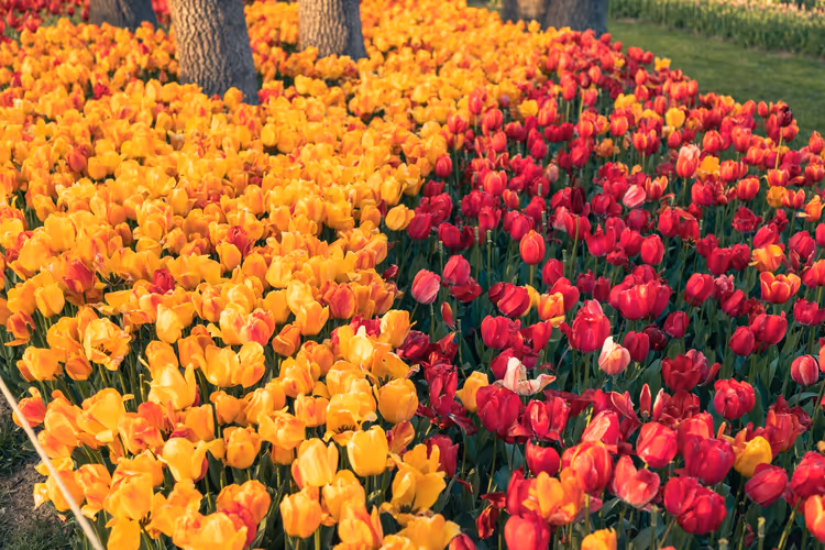 Oransje og røde tulipaner som blomstrer i parken om våren