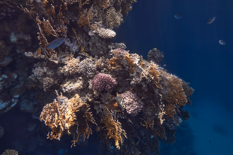 Korallrev i Röda havet nära Marsa Alam