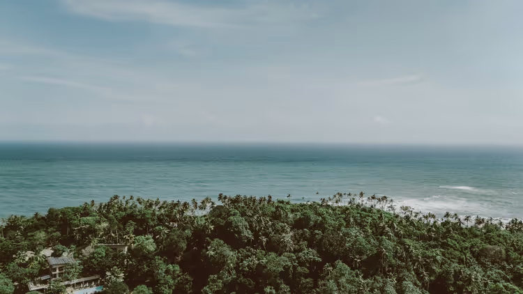 Luftaufnahme eines dichten Palmenwalds am türkisfarbenen Ozean in Sri Lanka, zwischen den Bäumen das Dach einer Villa