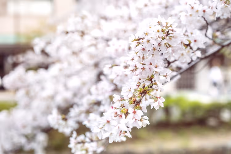 Rami di ciliegio in fiore a Kyoto