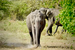 Deux éléphants d'Asie marchant dans une brousse poussiéreuse parmi des buissons verts lors d'un safari au Sri Lanka