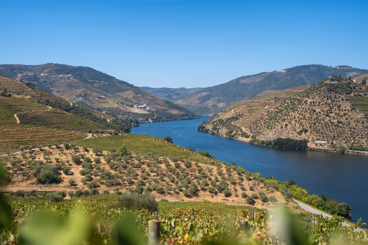 Douro Nehri Vadisi'nin bağları
