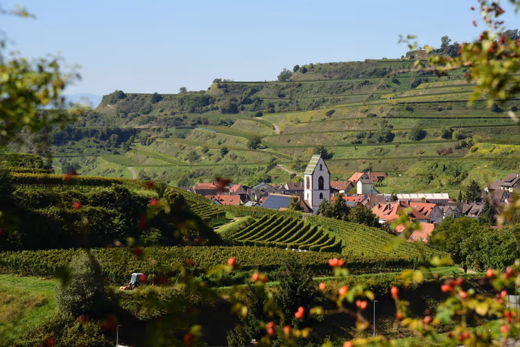 Kaiserstuhl'da teraslı bağlar ve bir kilise