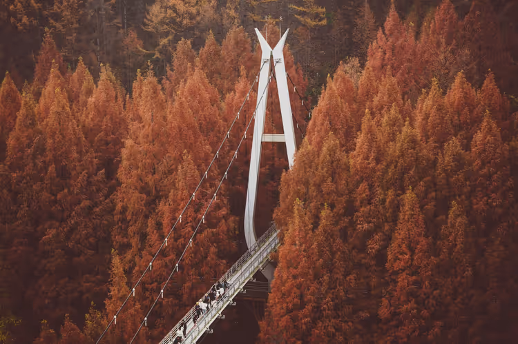 Hängebrücke für Fußgänger mit weißem Pylon über einem Wald aus rostroten herbstlichen Nadelbäumen