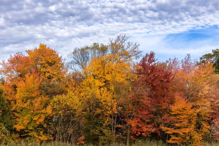 Bunte Herbstbäume in Massachusetts unter bewölktem Himmel