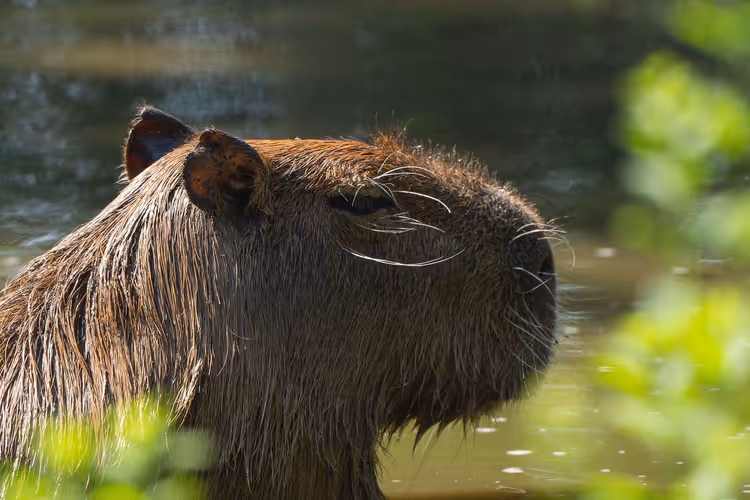 Capivara nas zonas húmidas do Pantanal