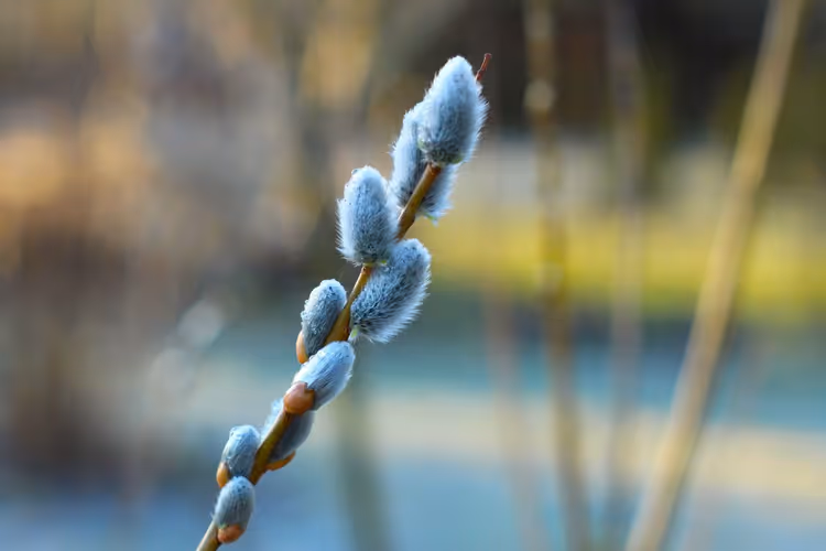 Pussy willow branch with fuzzy buds in spring
